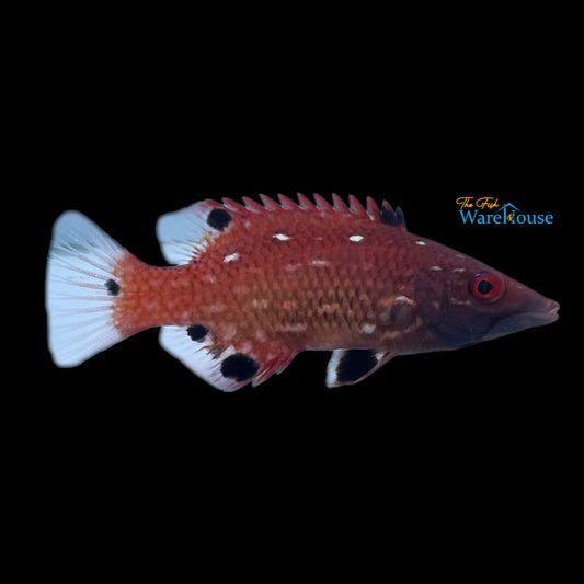 Redfin Hogfish - Juvenile (Bodianus dictynna)