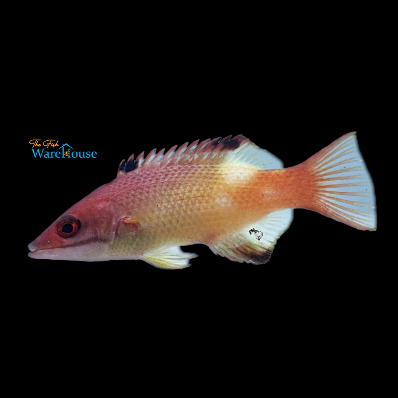 Redfin Hogfish - Adult (Bodianus dictynna)