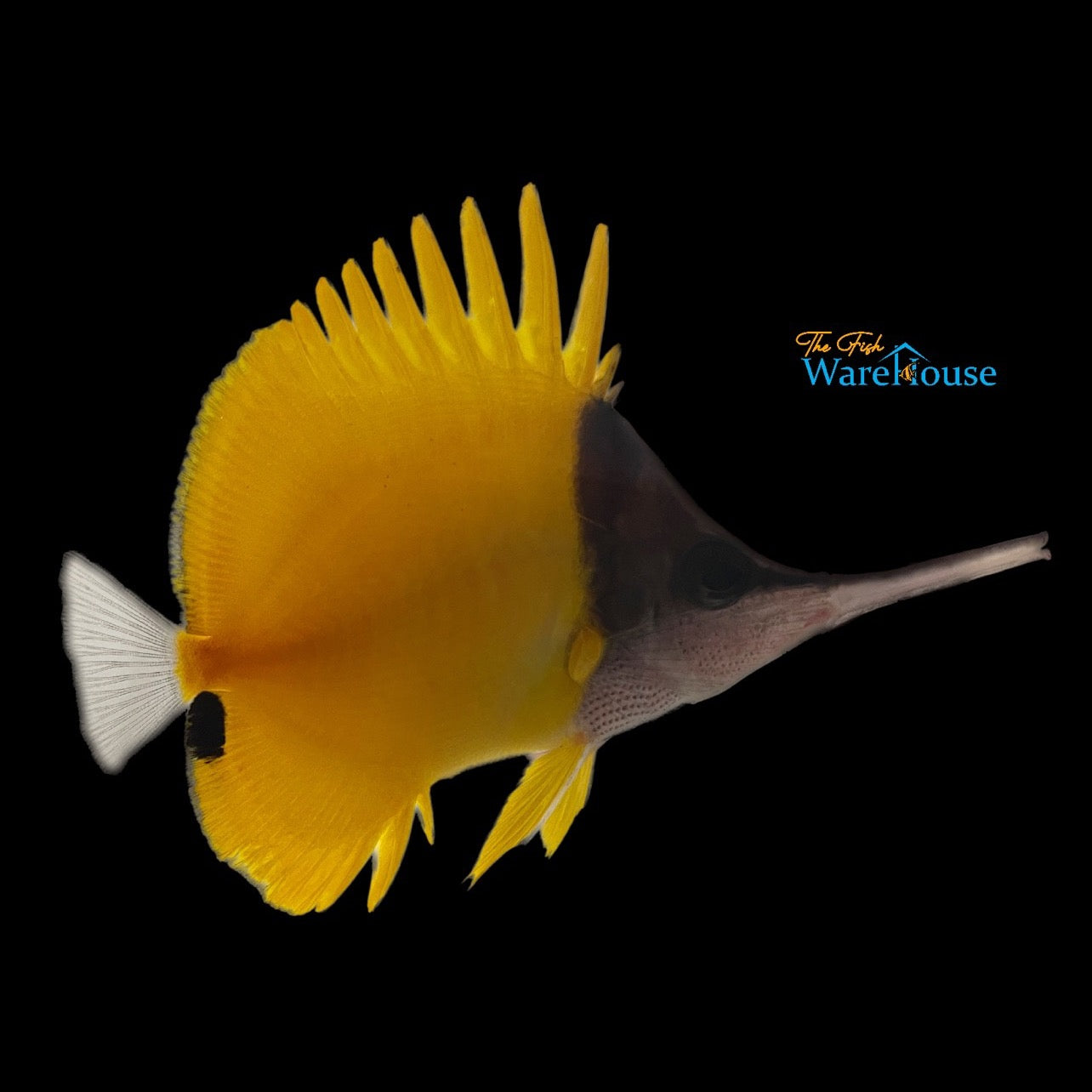 Super Longnose Butterflyfish (Forcopiger longirostris)