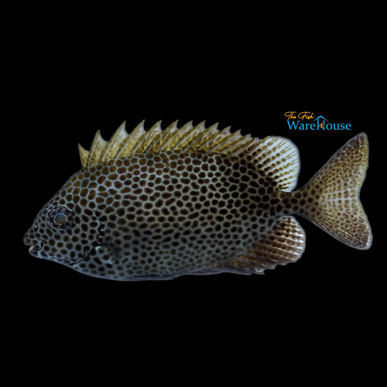 Brown Spotted Rabbitfish (Siganus laqueus)