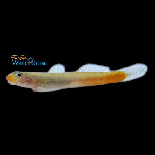 Orange Lipstick Goby (Sicyopus exallisquamulus)