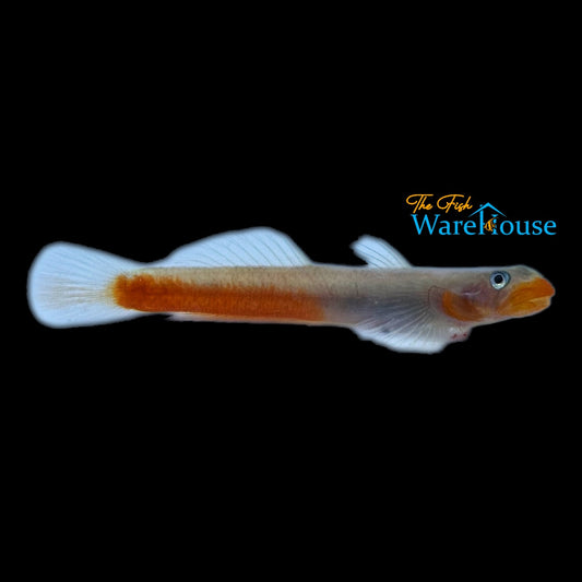 Red Lipstick Goby (Sicyopus rubicundus)