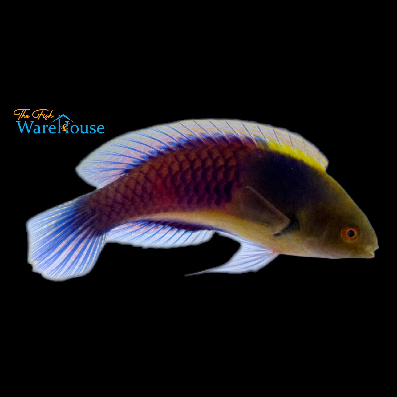 Blue Sided Fairy Wrasse (Cirrhilabrus cyanopleura)