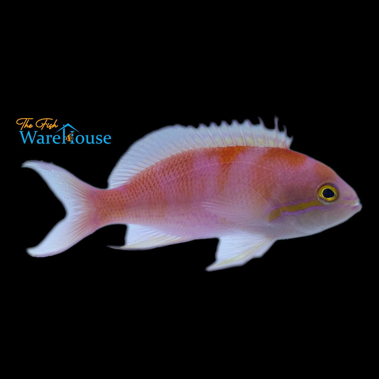 Lunate Goldie Anthias (Pseudanthias lunulatus)