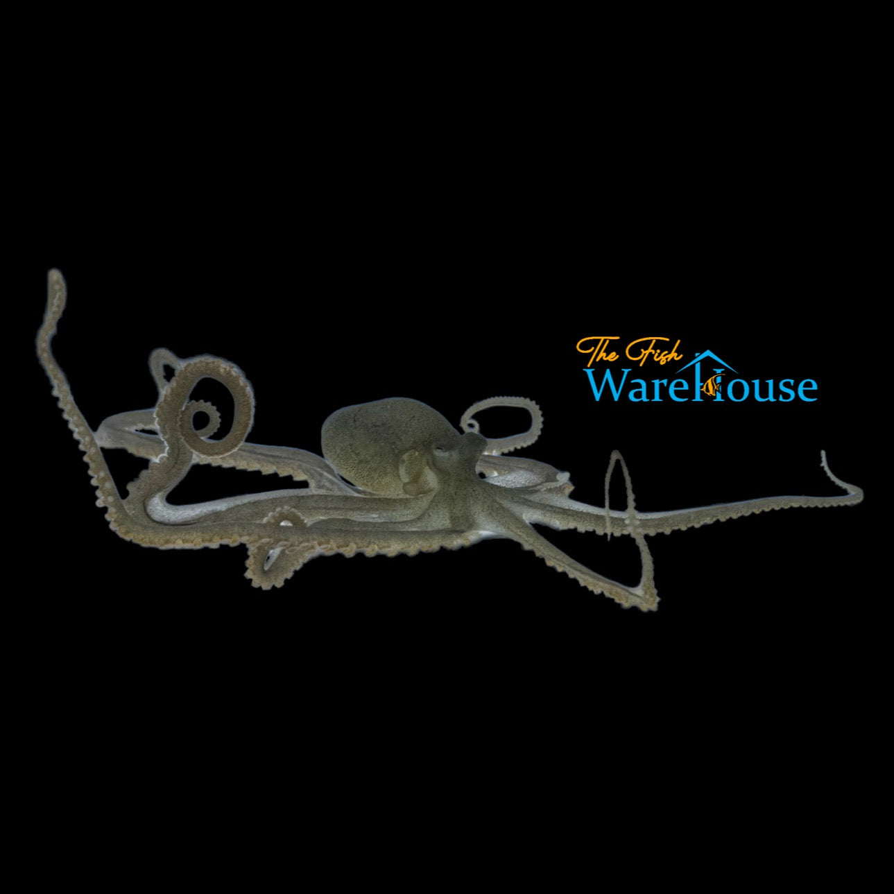 Long Armed Octopus (Macrotritopus defilippi)