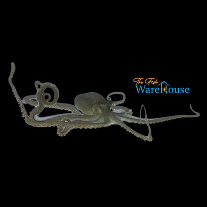 Long Armed Octopus (Macrotritopus defilippi)