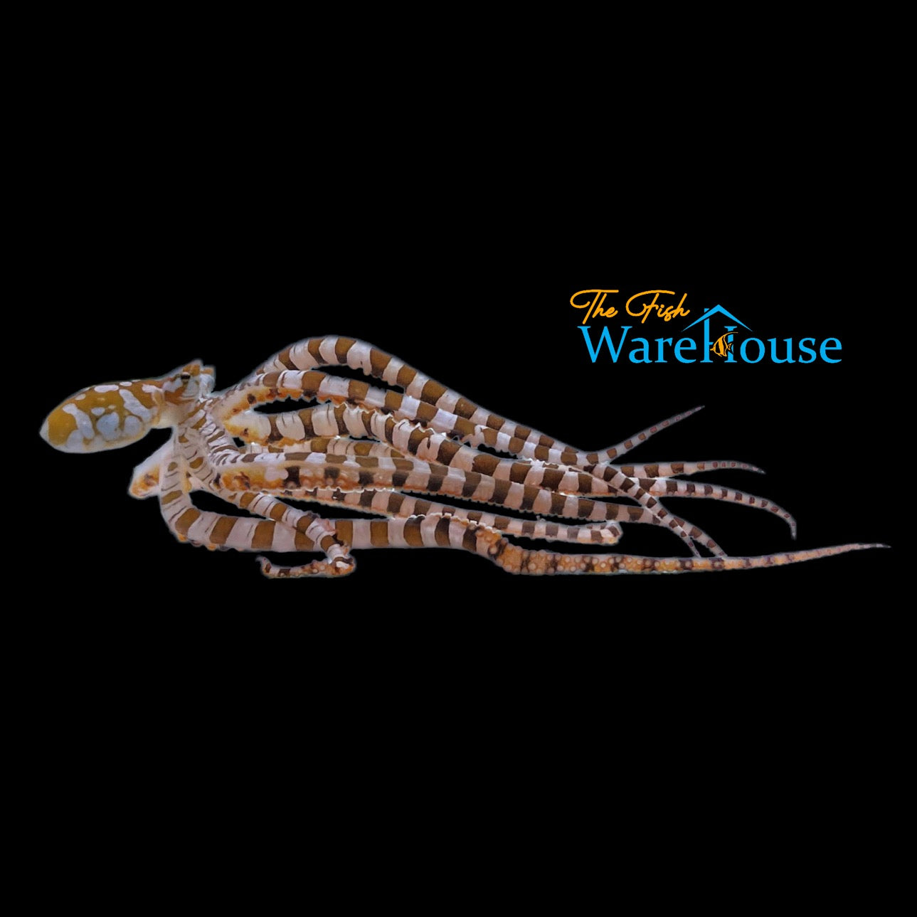 Wunderpus Octopus (Wunderpus photogenicus)