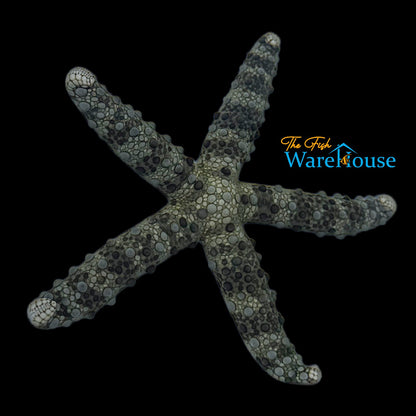 Mottled Sea Star (Nardoa tuberculata)