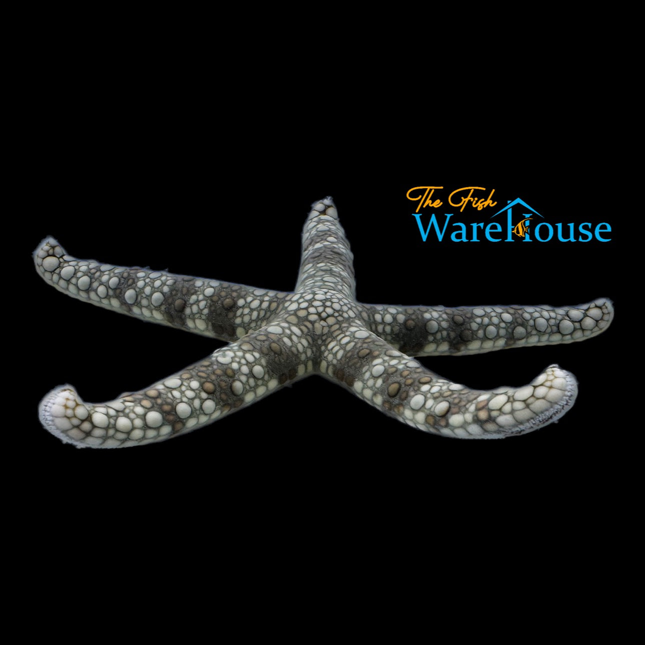 Mottled Sea Star (Nardoa tuberculata)