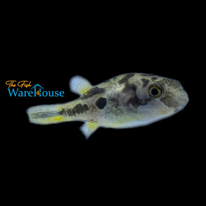 Indian Dwarf 'BB' Puffer (Carinotetraodon travancoricus)