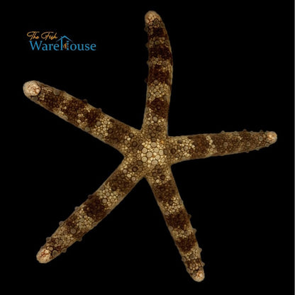 Mottled Sea Star (Nardoa tuberculata)