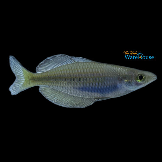 Kali Semut Red Rainbowfish (Malenotaenia sp. Kali Semut)