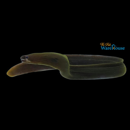 White Cheek Freshwater Moray Eel (Echidna rhodochilus)