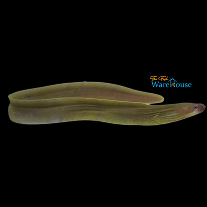 White Cheek Freshwater Moray Eel (Echidna rhodochilus)