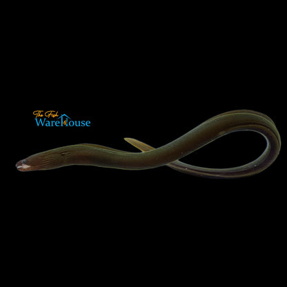 White Cheek Freshwater Moray Eel (Echidna rhodochilus)