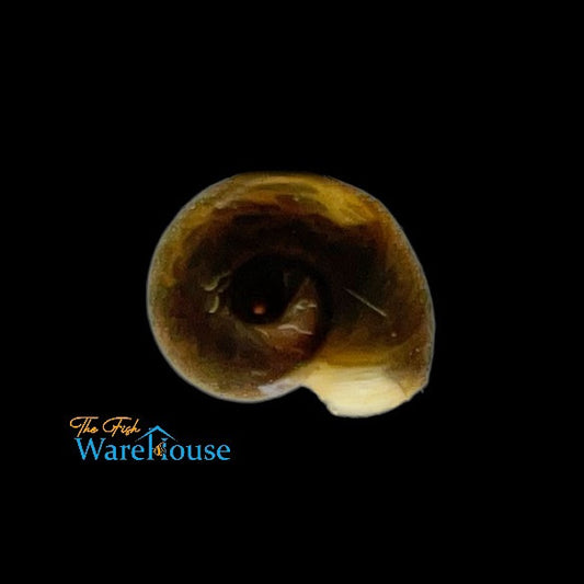 Brown Ramshorn Snail (Planorbarius corneus)