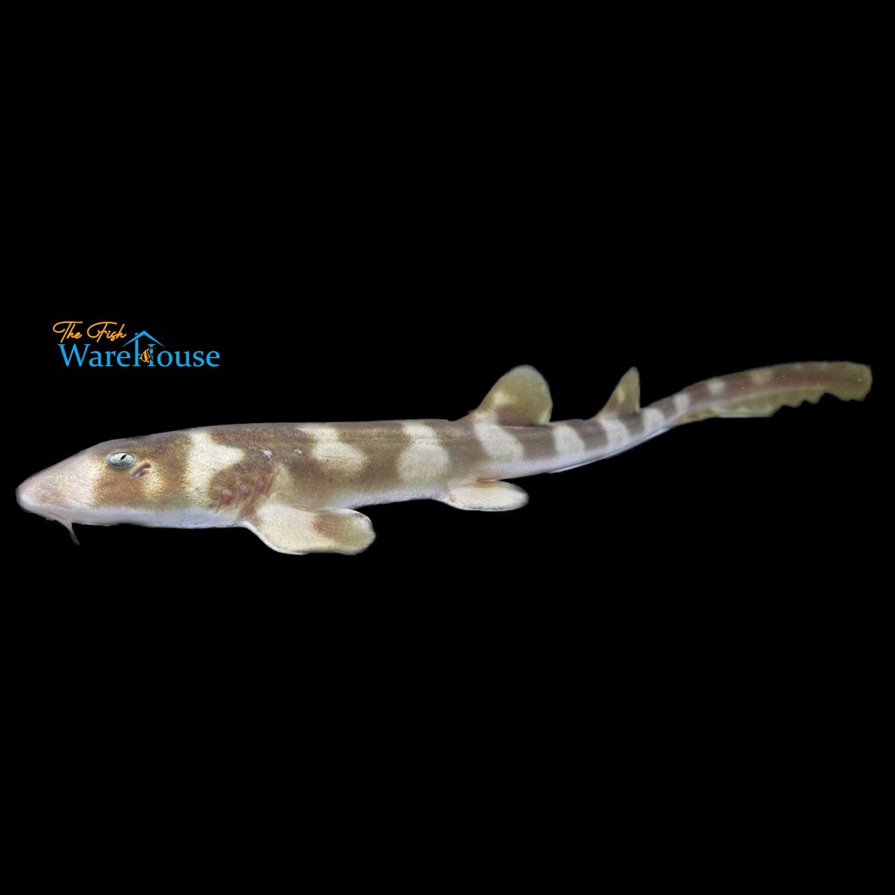 Brownbanded Bamboo Shark (Chiloscyllium punctatum)