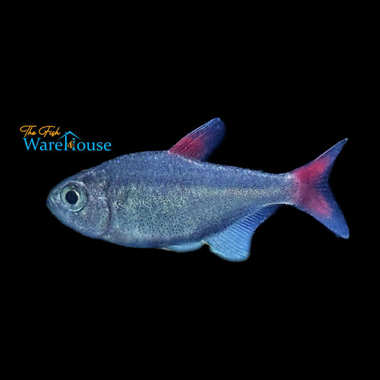 Black Cherry Tetra (Hyphessobrycon eilyos)