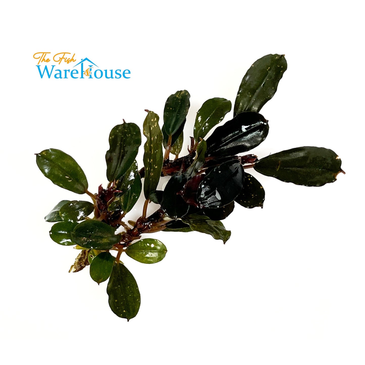 Brownie Blue Bucephalandra