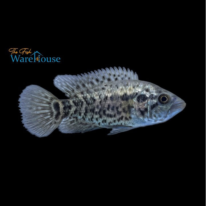 Jaguar Cichlid (Parachromis managuensis)