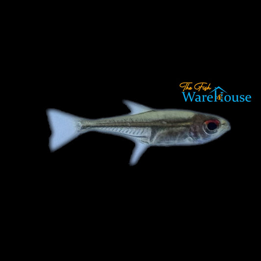 Red-Eyed Dwarf Tetra (Hoplocharax goethei)