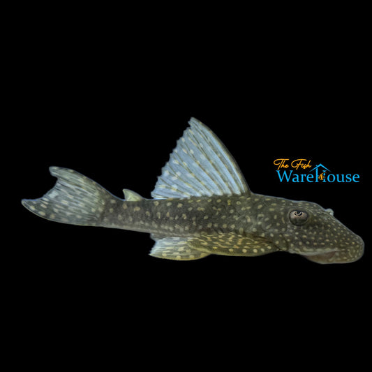 Rose Spotted Pleco (Hypostomus roseopunctatus)