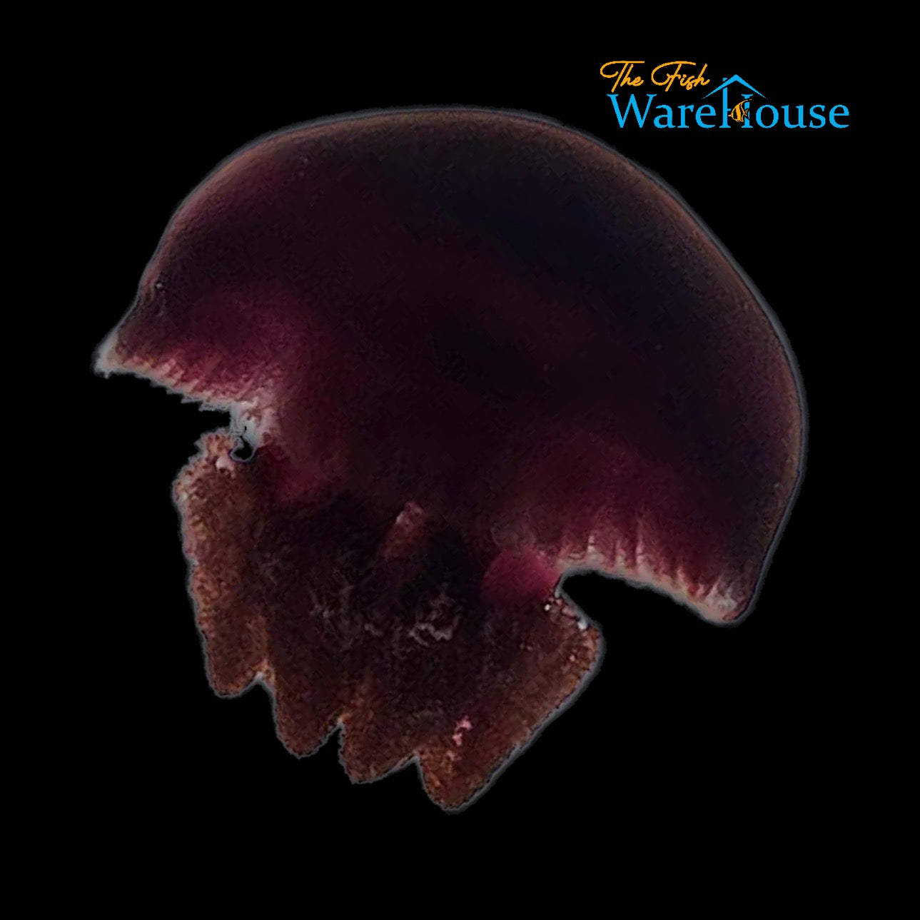 Maroon Blubber Jellyfish (Catostylus sp.)