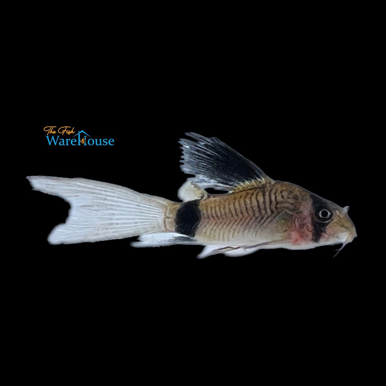 Longfin Panda Cory (Corydoras panda longfin)