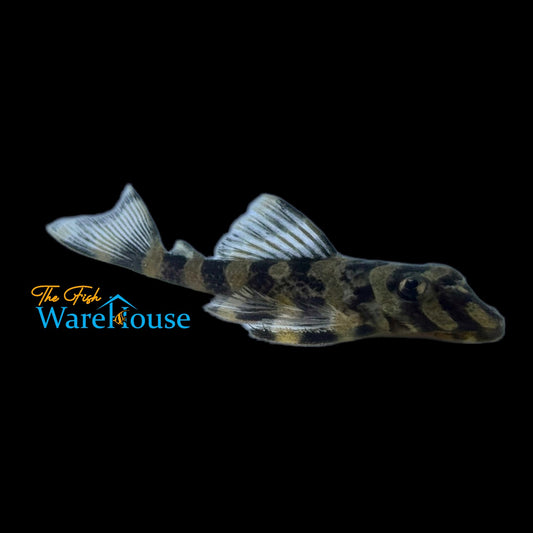 Brazilian Butterfly Pleco L168 (Dekeyseria brachyura L168)