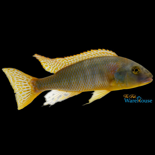 Buccochromis Rhoadesii 'Yellow Lepturus' (Buccochromis rhoadesii)