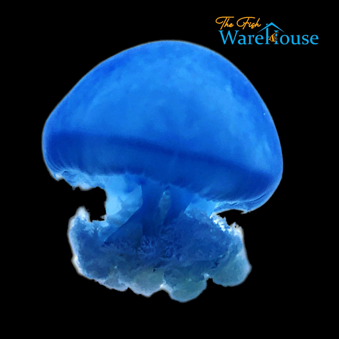 Blue Blubber Jellyfish (Catostylus sp.)