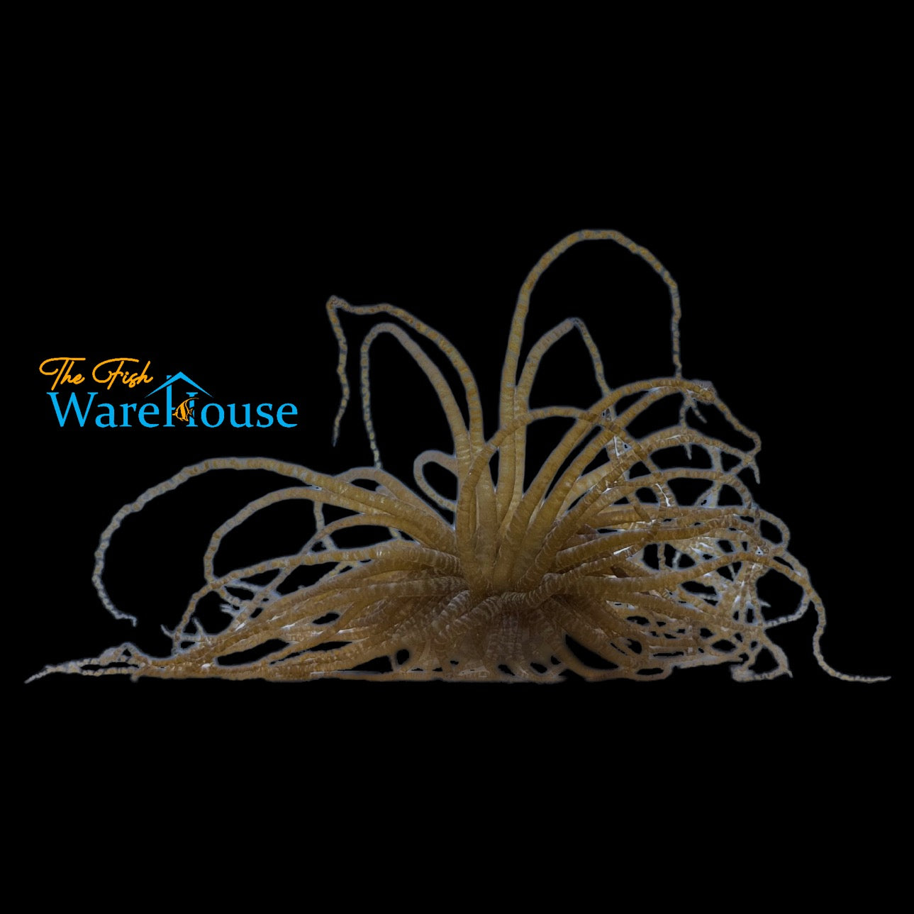 Curlique Anemone (Bartholomea annulata)