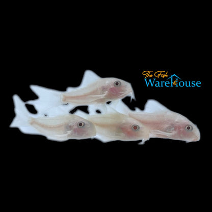 Snow White Panda Cory (Corydoras panda snow white)