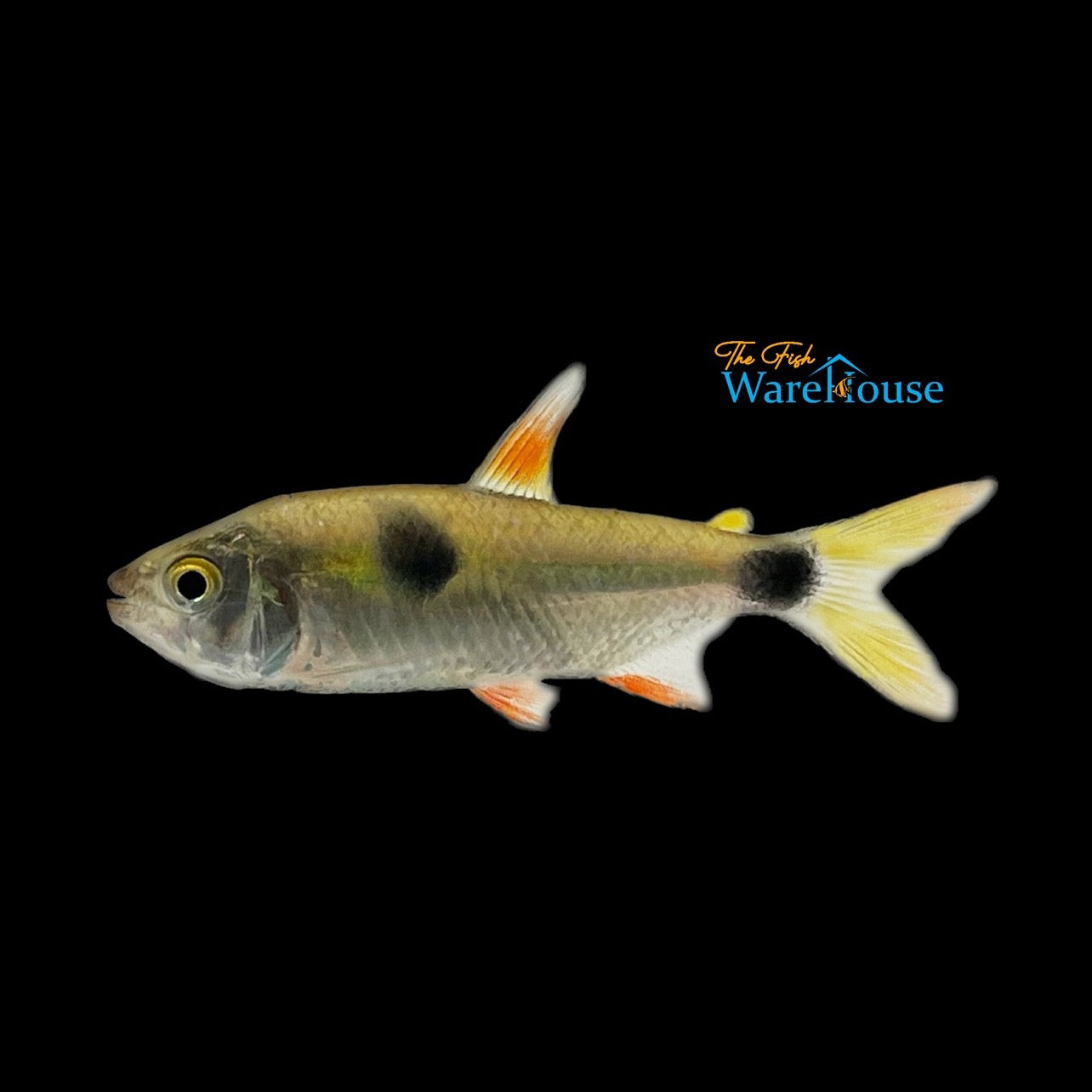 Bucktooth Tetra (Exodon paradoxus)