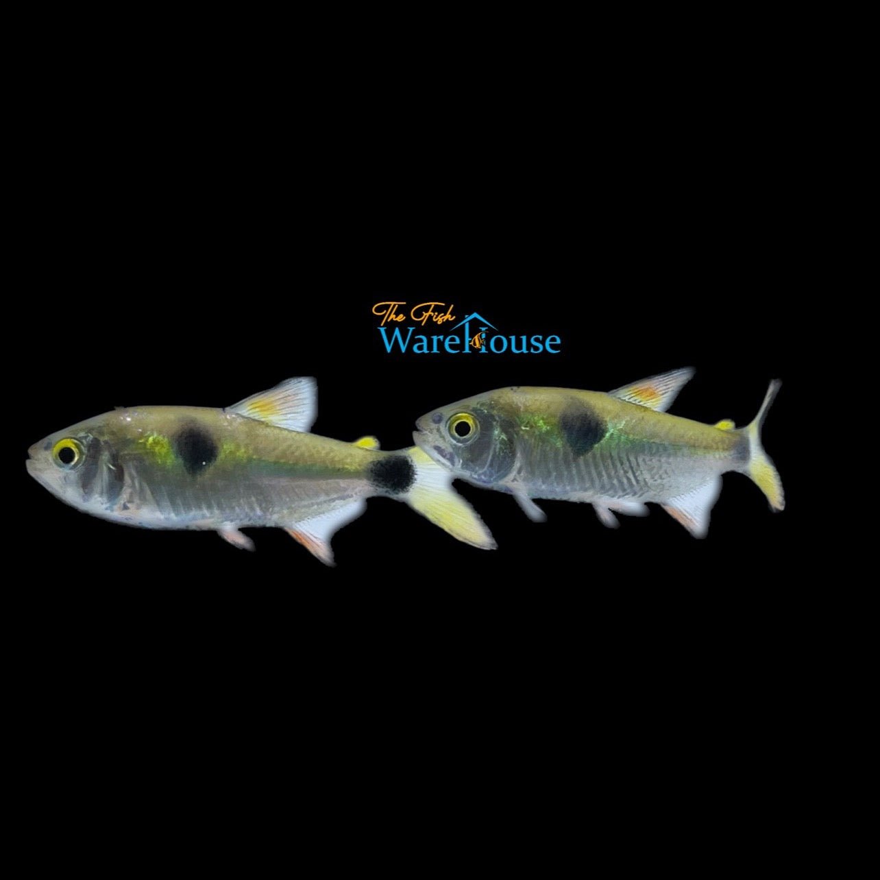 Bucktooth Tetra (Exodon paradoxus)