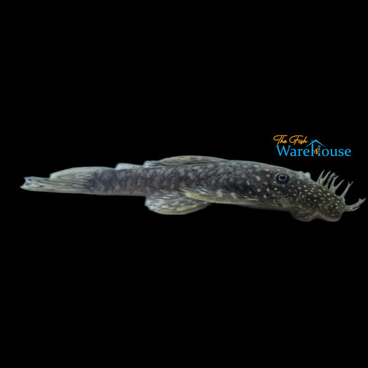 Thorned Bristlenose Pleco (Ancistrus multispinis)