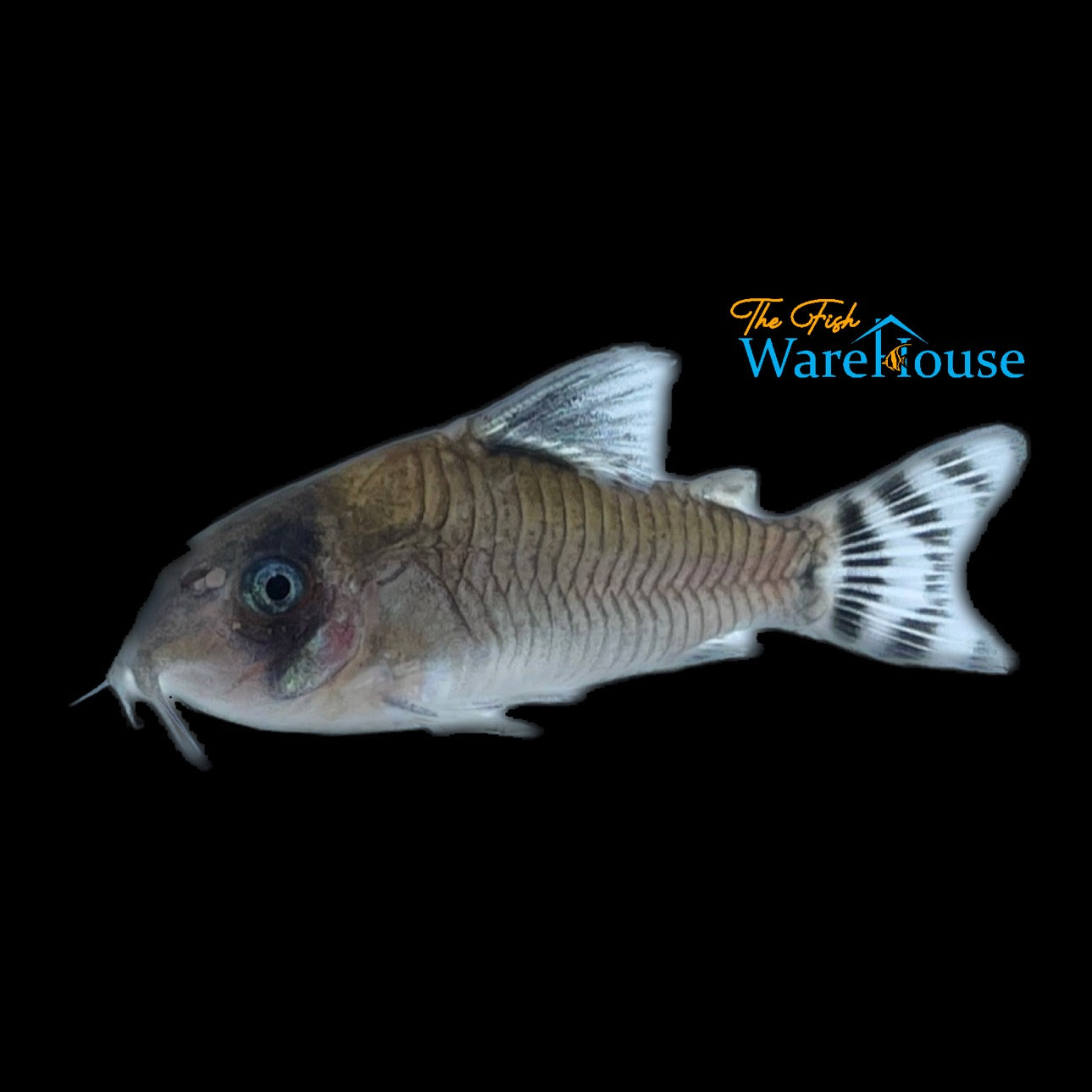 Flagtail Panda Cory (Corydoras oiapoquensis)