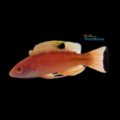 Latigo Fairy Wrasse (Cirrhilabrus briangreenei)