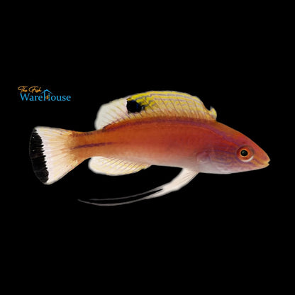 Latigo Fairy Wrasse (Cirrhilabrus briangreenei)