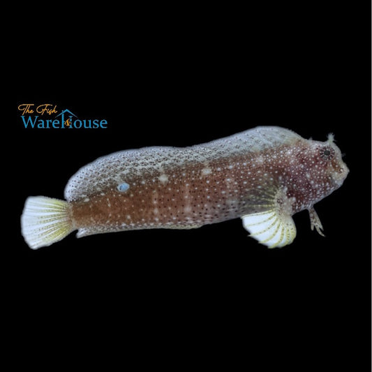 Starry Blenny (Salarias ramosus)