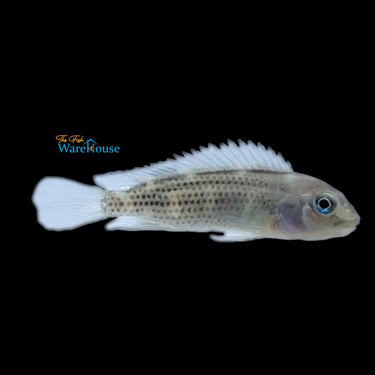 Gibbiceps Buffalo Head Cichlid (Steatocranus gibbiceps)