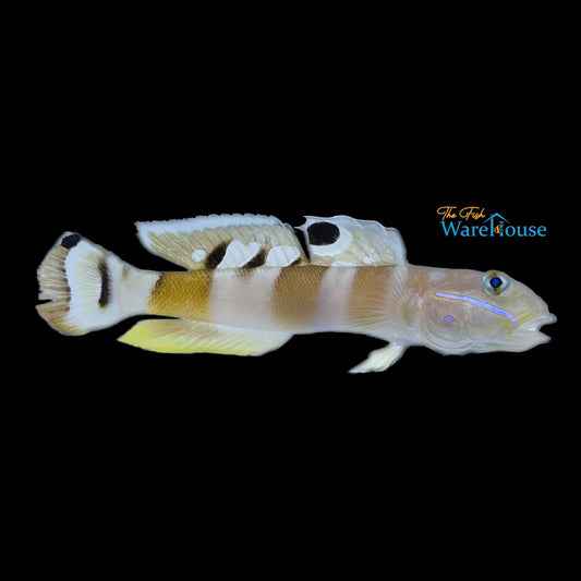 Tiger Wardi Goby (Valencienna wardii)