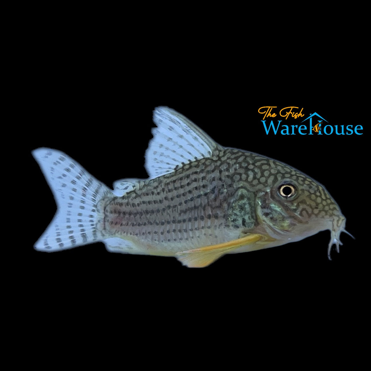 Sterbai Cory (Corydoras sterbai)