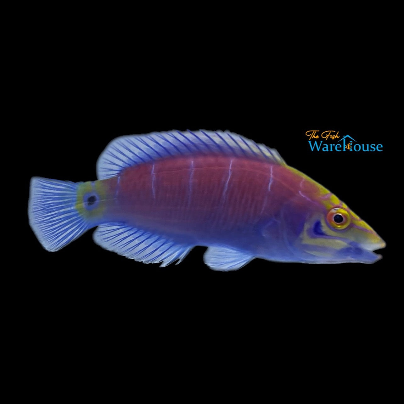 Mystery Wrasse (Pseudocheilinus ocellatus)