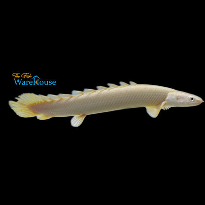 Leucistic Senegal Bichir (Polypterus senegalus)