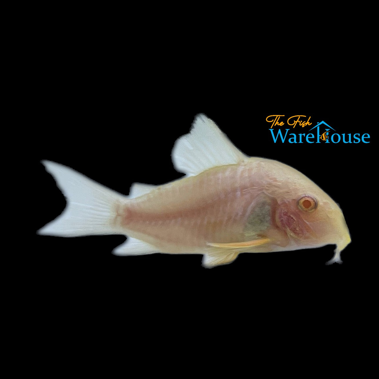 Albino Sterbai Cory (Corydoras sterbai)