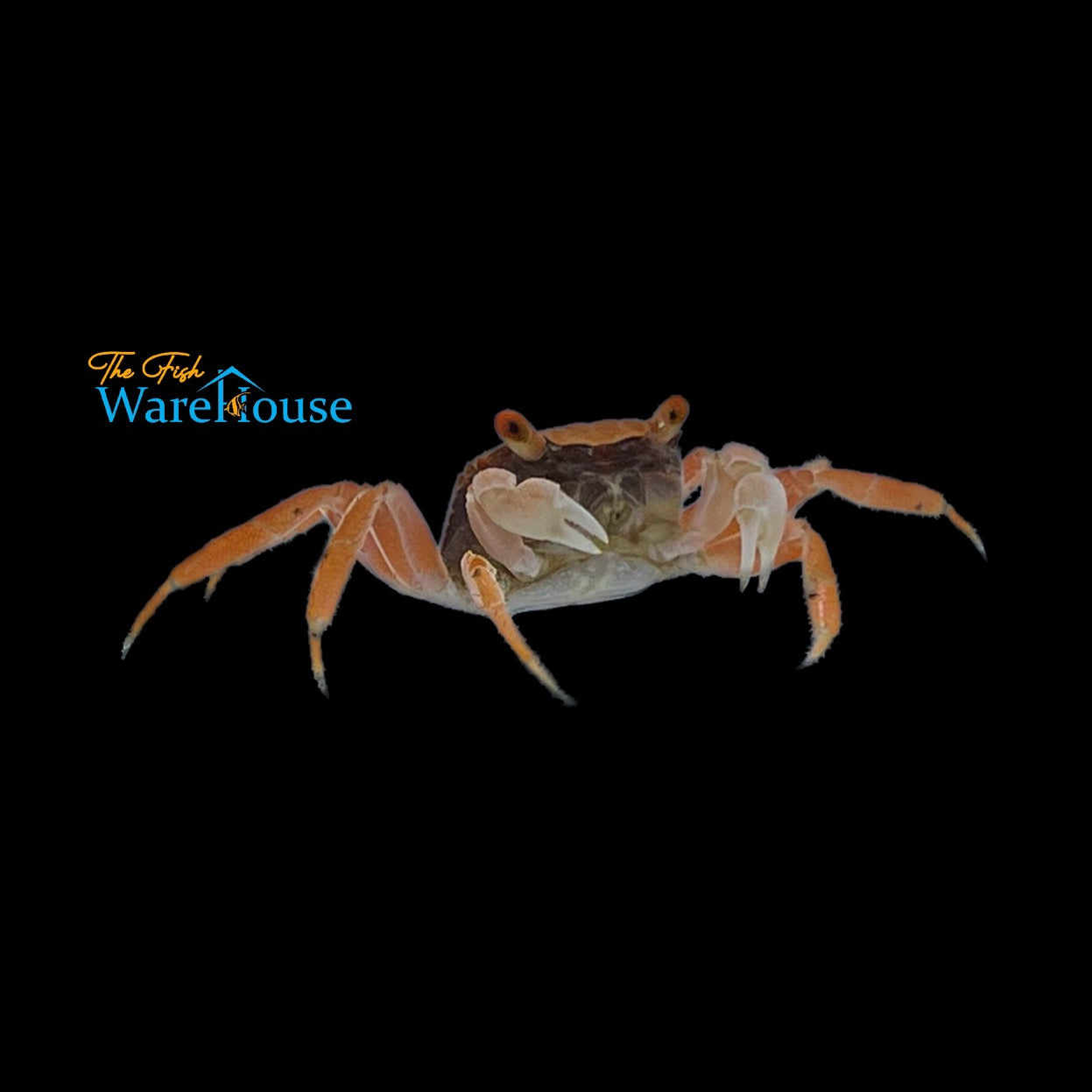 Disco Vampire Crab (Geosesarma cf tiomanicus)