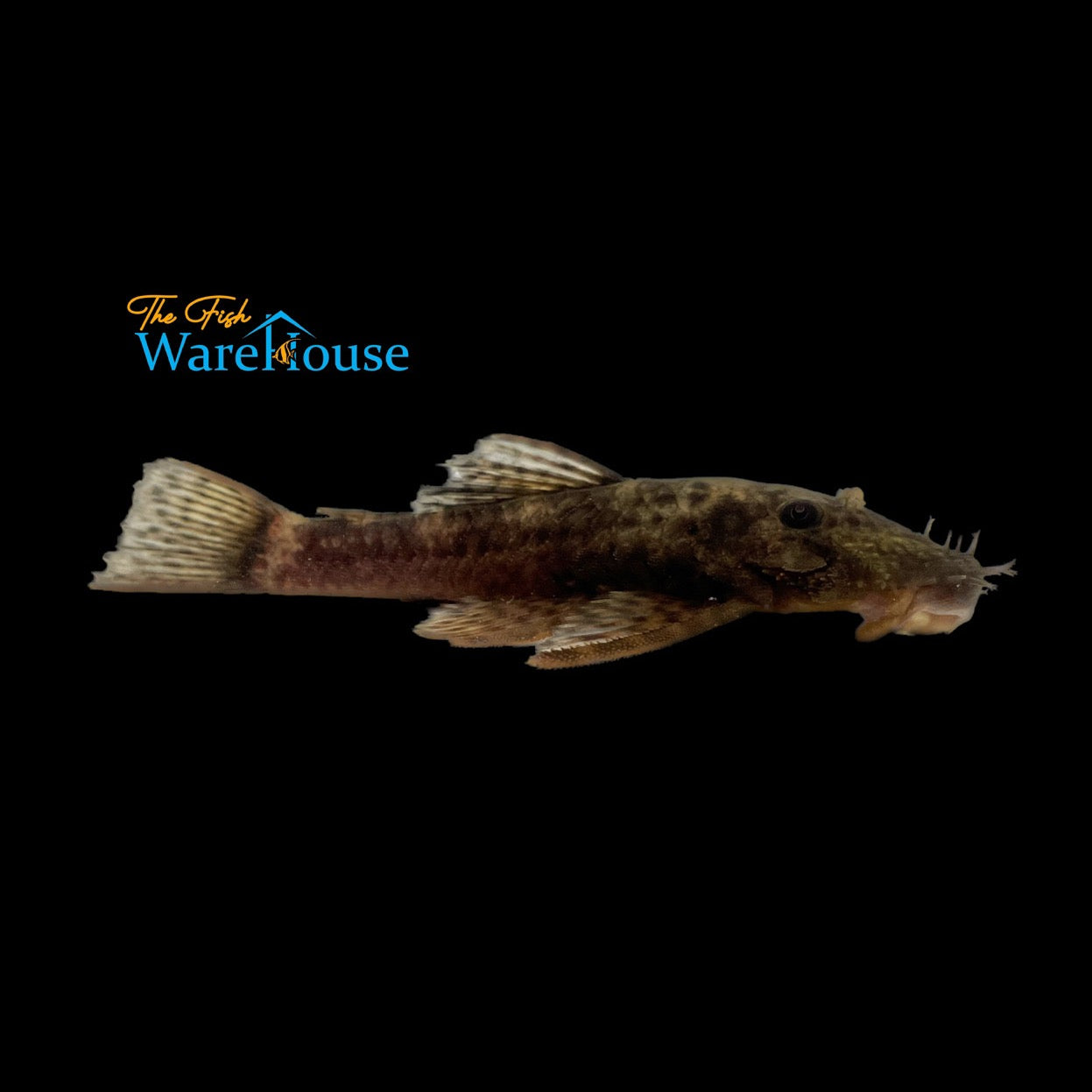 Triradiatus Bristlenose Pleco LDA72 (Ancistrus triradiatus)