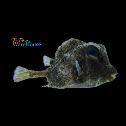 Buffalo Trunkfish (Lactophrys trigonus)