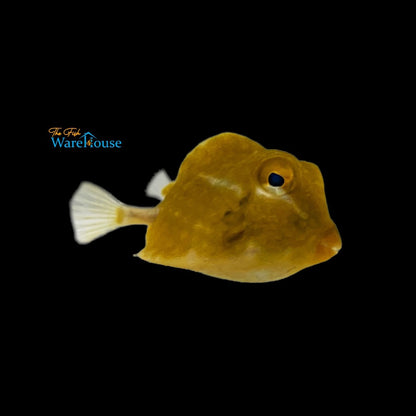 Buffalo Trunkfish (Lactophrys trigonus)